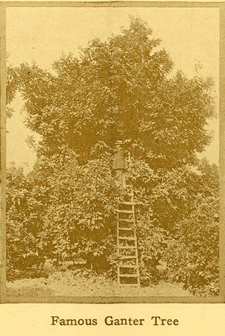 Famous Ganter Tree, from 1920 Whittier Chamber of Commerce brochure