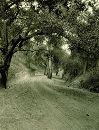 tree-lined road